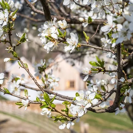 Iki Retreat Măgura